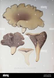 Attēlu rezultāti vaicājumam “Gomphus clavatus”