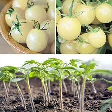 Afbeeldingsresultaat voor hawaiian white cherry tomato