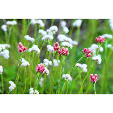 Attēlu rezultāti vaicājumam “Antennaria dioica female flower”