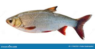 Attēlu rezultāti vaicājumam “Leuciscus idus”