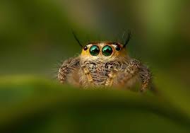 Attēlu rezultāti vaicājumam “Salticidae”