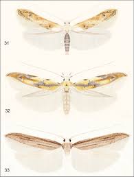 Attēlu rezultāti vaicājumam “Elachistidae”