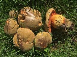 Attēlu rezultāti vaicājumam “Boletus luridus”