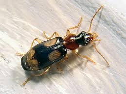 Attēlu rezultāti vaicājumam “Dromius quadrimaculatus”