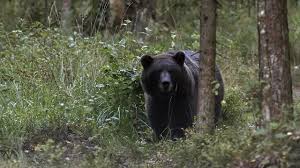 Attēlu rezultāti vaicājumam “Lycogala persicum”