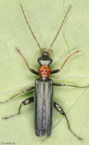 Attēlu rezultāti vaicājumam “Oedemera croceicollis”