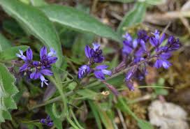 Attēlu rezultāti vaicājumam “Polygala vulgaris”