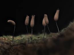 Attēlu rezultāti vaicājumam “Stemonaria irregularis stalked”