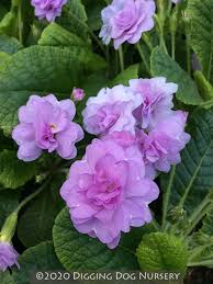 Attēlu rezultāti vaicājumam “Primula”