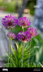 Attēlu rezultāti vaicājumam “Allium holandicum flower”