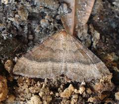 Attēlu rezultāti vaicājumam “Larentia clavaria”