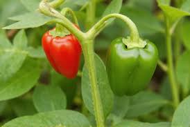 Afbeeldingsresultaat voor red rocoto hot pepper