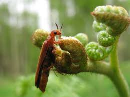 Attēlu rezultāti vaicājumam “Hylecoetus dermestoides female”