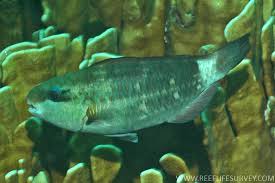 Image result for Chlorurus sordidus