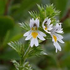 Attēlu rezultāti vaicājumam “Euphrasia”