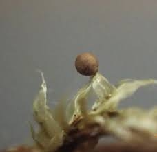 Attēlu rezultāti vaicājumam “Hemitrichia sordivesiculosa macro”