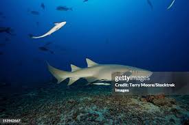 Image result for Nebrius ferrugineus