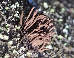 Attēlu rezultāti vaicājumam “Stemonitopsis hyperopta var. landewaldii spores”