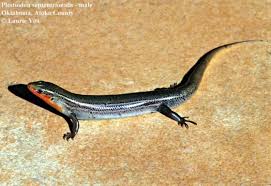 Attēlu rezultāti vaicājumam “Petractis sp.”