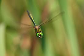 Attēlu rezultāti vaicājumam “Cordulidae”