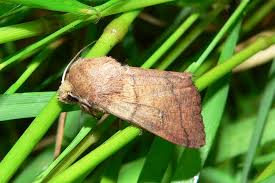 Attēlu rezultāti vaicājumam “Mythimna turca”