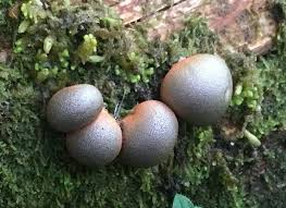 Attēlu rezultāti vaicājumam “Lycogala cf. fossiculatum”