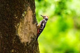 Attēlu rezultāti vaicājumam “Dendrocopos medius nest”