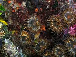 Image result for Anemonenarten