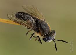 Attēlu rezultāti vaicājumam “Heptatoma pellucens”