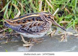 Image result for Lymnocryptes minimus