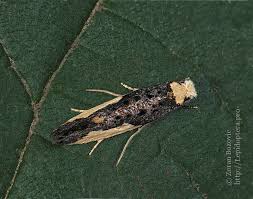 Attēlu rezultāti vaicājumam “Monopis monachella”