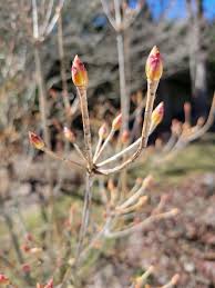 Attēlu rezultāti vaicājumam “Enkianthus campanulatus flower”
