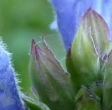 Attēlu rezultāti vaicājumam “Dracocephalum ruyschiana fruit”