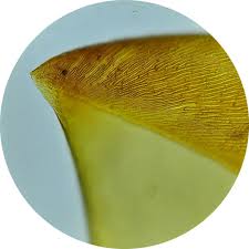 Attēlu rezultāti vaicājumam “Drepanocladus trifarius”