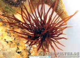 Attēlu rezultāti vaicājumam “Furcellaria lumbricalis”