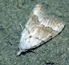 Attēlu rezultāti vaicājumam “Nola aerugula”