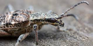 Attēlu rezultāti vaicājumam “Rhagium inquisitor”