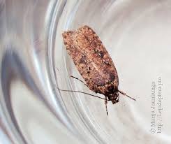 Attēlu rezultāti vaicājumam “Agonopterix heracliana”