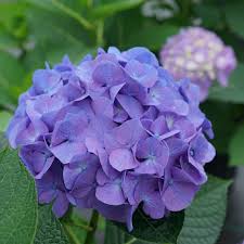 Attēlu rezultāti vaicājumam “Hydrangea”