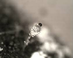 Attēlu rezultāti vaicājumam “Pilobolus crystallinus”