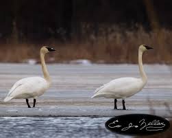 Attēlu rezultāti vaicājumam “Cygnus olor juvenile”
