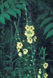 Image result for Verbascum blattaria