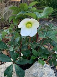 Attēlu rezultāti vaicājumam “Helleborus niger flower”