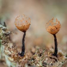 Attēlu rezultāti vaicājumam “Cribraria macrocarpa”