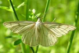 Attēlu rezultāti vaicājumam “Siona lineata”