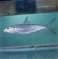 Image result for Albula glossodonta