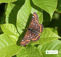 Attēlu rezultāti vaicājumam “Euphydryas maturna upperside”