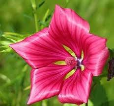 Image result for Lavatera thuringiaca