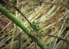 Attēlu rezultāti vaicājumam “Ophiogomphus cecilia”