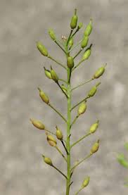 Attēlu rezultāti vaicājumam “Rorippa sylvestris leaf”
